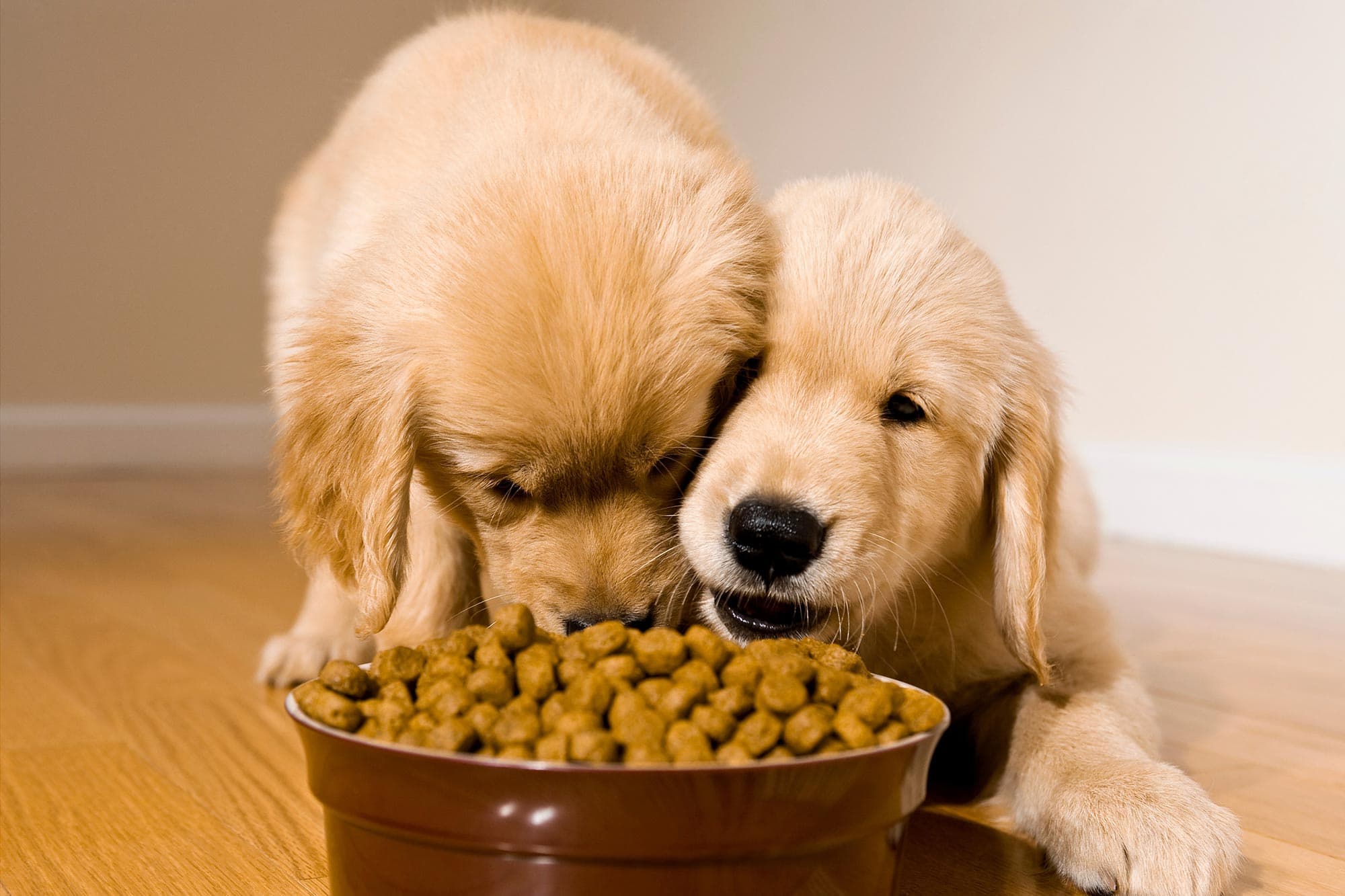 Cachorros disfrutando su alimento